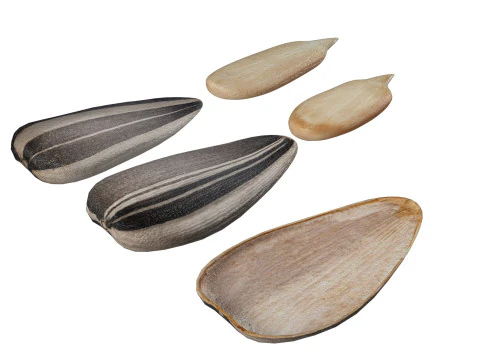 Striped sunflower seeds 3D Model