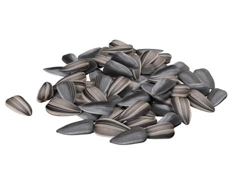 Sunflower seed pile v2 3D Модель