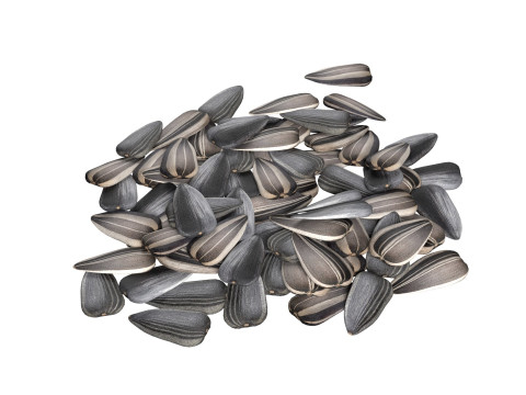 Sunflower seed pile v2 3D Model