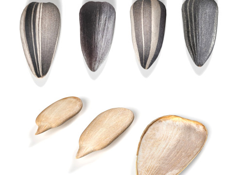 Sunflower seeds collection 3D Модель