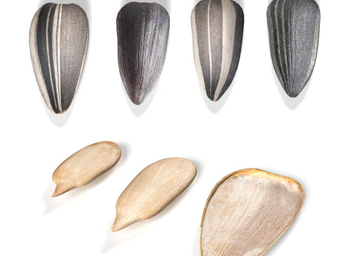 Zonnebloempitten collectie 3D Model