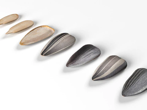 Sunflower seeds collection 3D Model