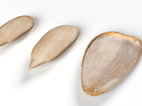 Sunflower seeds collection 3D Model