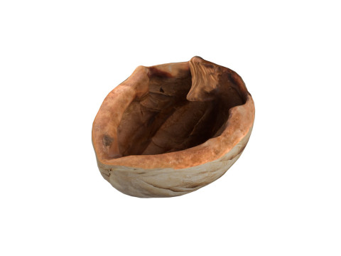 Walnut shell 3D Модель