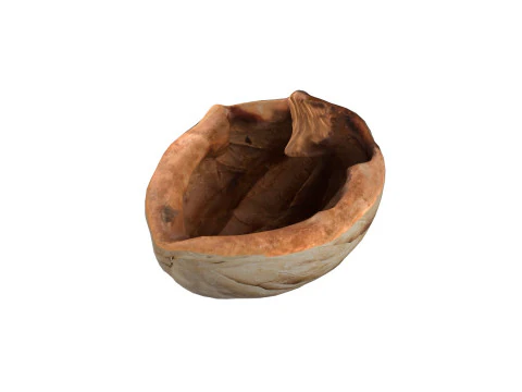 Walnoot schaal 3D Model