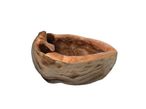 Walnoot schaal 3D Model