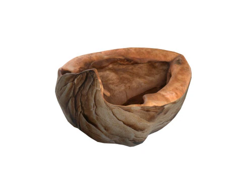 Walnoot schaal 3D Model