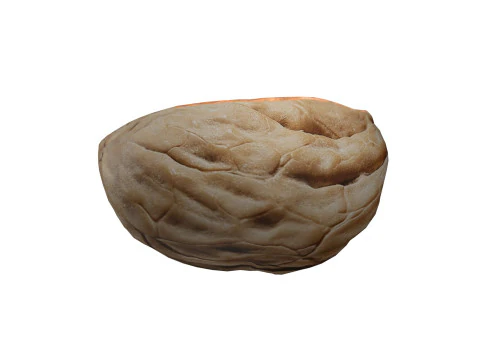 Walnoot schaal 3D Model