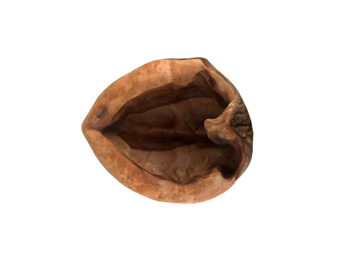 Walnut shell 3D 模型
