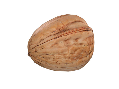 Walnut v1 3D Модель