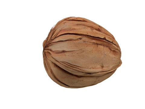 Walnut v1 3D Model