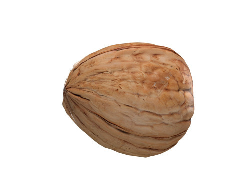 Walnut v1 3D Модель