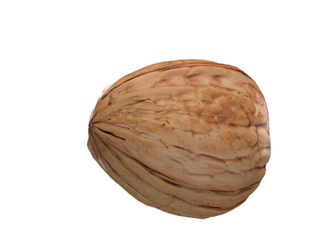 Walnut v1 3D Model