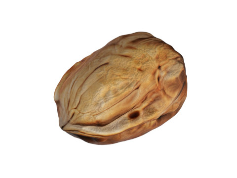 Walnut v2 3D Модель