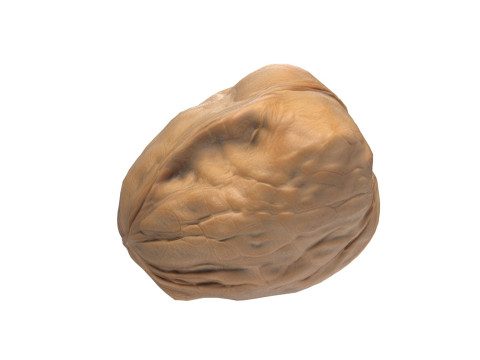 Walnut v3 3D Модель