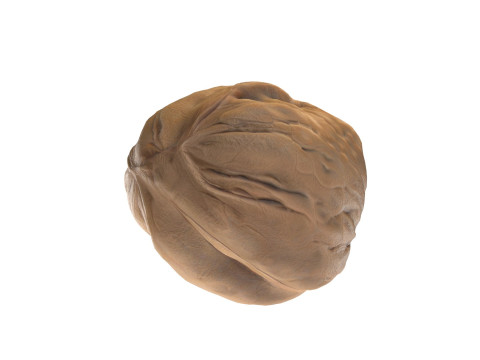 Walnut v3 3D Model
