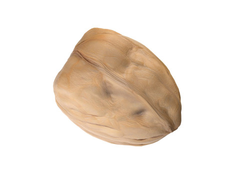 Walnut v3 3D Model