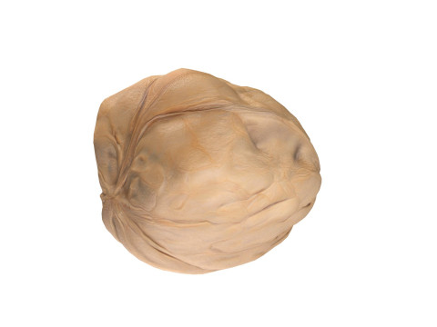 Walnut v3 3D Model