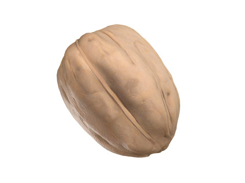 Walnut v3 3D Model