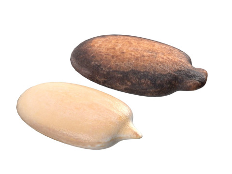 Watermelon Seed 3D Модель