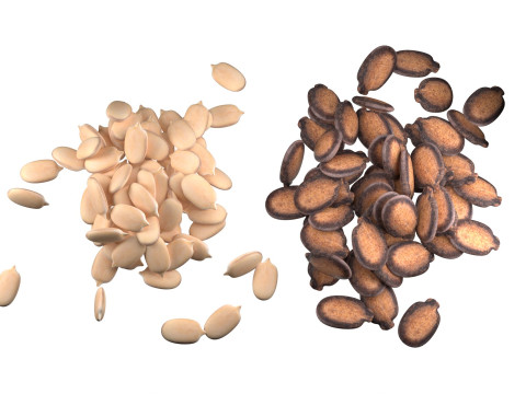 Watermelon seed Pile Modèle 3D