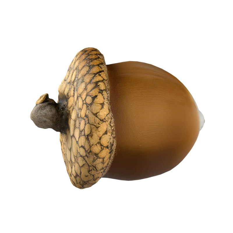 Acorn v1 3D Model .c4d .max .obj .3ds .fbx .stl .blend