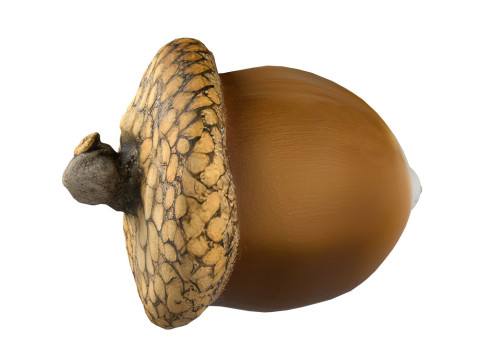 Acorn v1 Modèle 3D