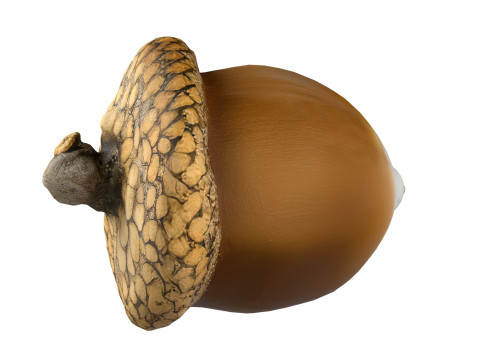 Acorn v1 3D Model