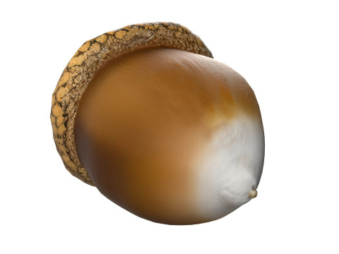 Acorn v1 3D Model