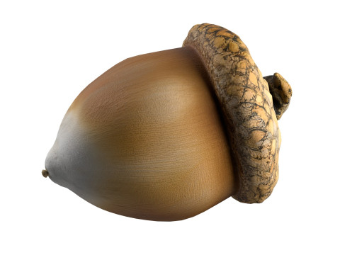 Acorn v1 3D Model