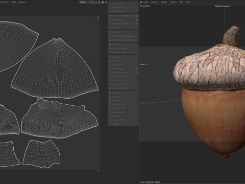 Acorn v1 3D Model