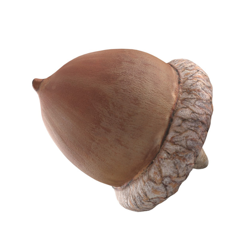Acorn v2 3D Model .c4d .max .obj .3ds .fbx .stl .blend
