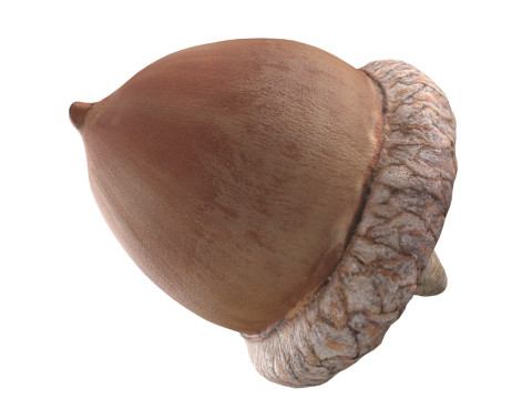Acorn v2 Modèle 3D