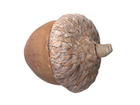 Acorn v2 3D Model