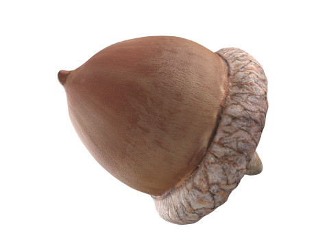 Acorn v2 3D Model