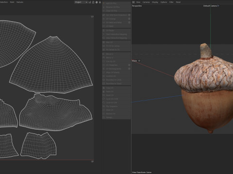 Acorn v2 3D Model
