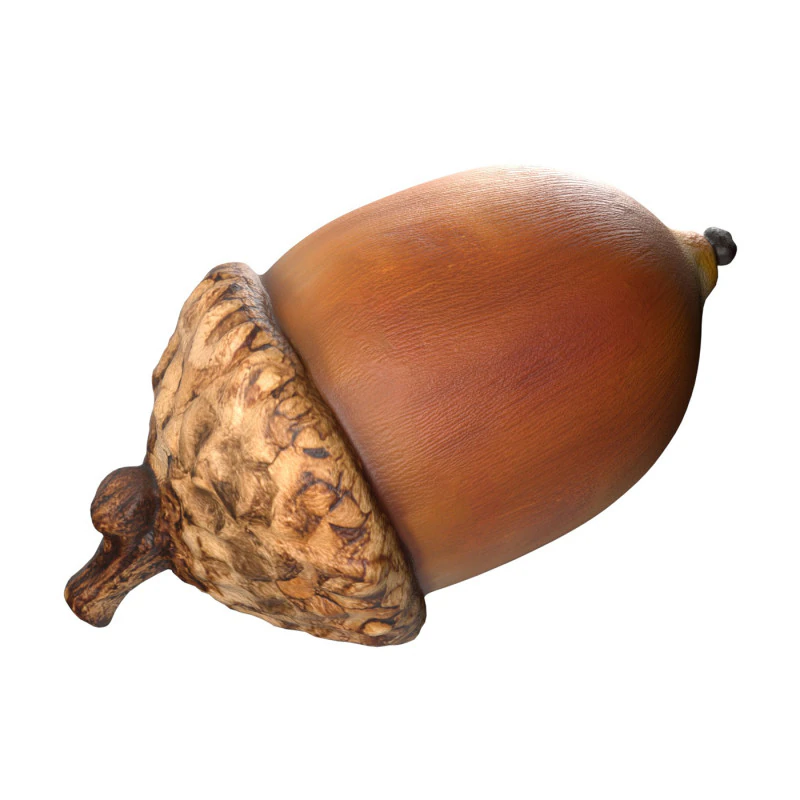 Acorn v3 3D Model .c4d .max .obj .3ds .fbx .stl .blend 