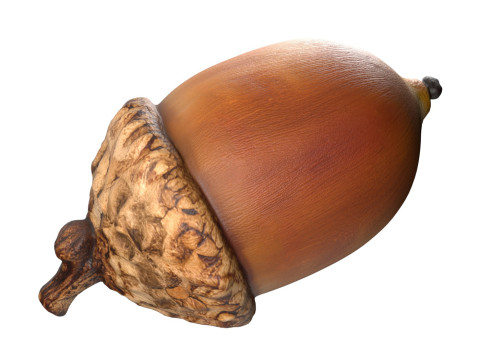 Acorn v3 Modèle 3D