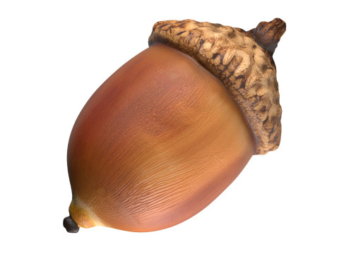 Acorn v3 3D Model