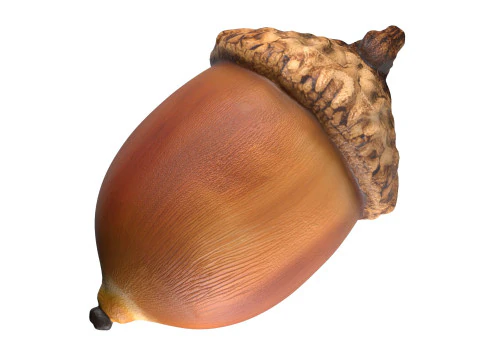 Acorn v3 3D Model