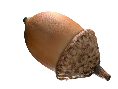 Acorn v3 3D Model