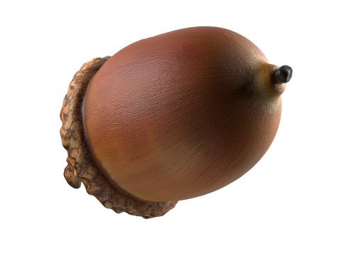 Acorn v3 3D Model