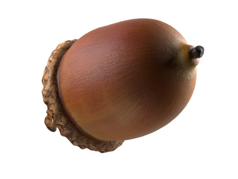 Acorn v3 3D Model