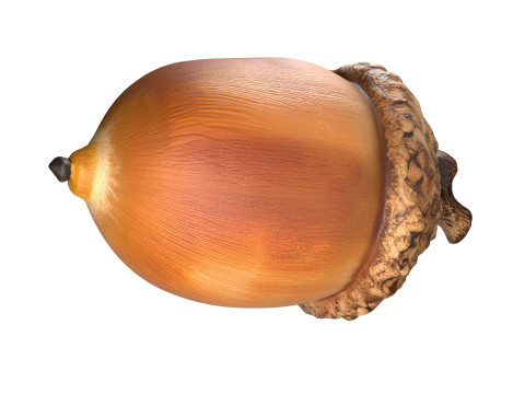 Acorn v3 3D Model