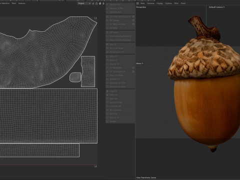 Acorn v3 3D Model
