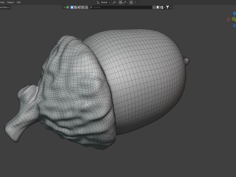 Acorn v3 3D Model