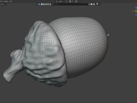 Acorn v3 3D Model