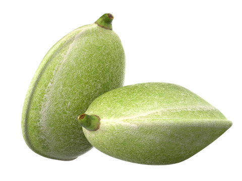 Almond green Modello 3D