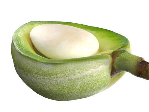 Almond green half Modelo 3D