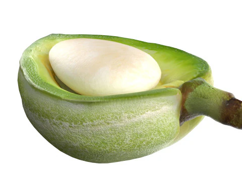 아몬드 그린 반 3D 모델